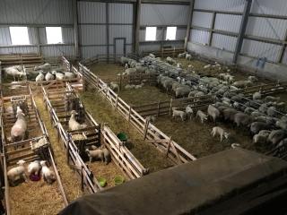 Ferienhof Anke Thiede - 8