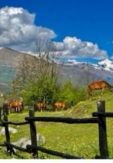 Alba di Montanaria - 5