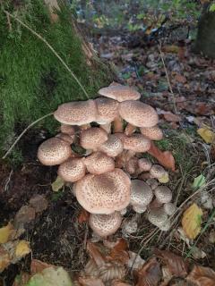 Ferien im Kräuterstübchen - 5