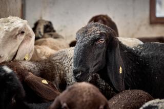 Blasigsuite Blasighof - Racines - 7