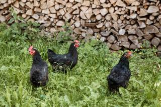 Blasigsuite Blasighof - Racines - 4