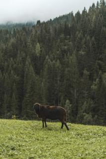 Ratschingser Kreuz Blasighof - Racines - 9