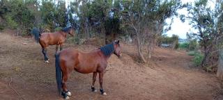 Finca Rural El Pajar santa Ursula - 2