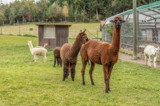 Zapfs Bauernhof Pfingstrose - 9