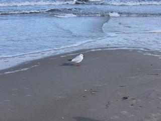 Ferienhaus Seepferdchen - 7