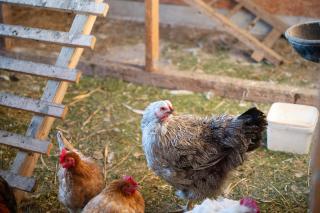 Ferienhof Dethlefsen - 8