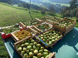 Häuslerhof App Pinus - Villabassa - 9