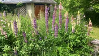 Le Jardin d'Apolline - 5