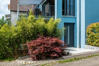 Blauer Seestern - Allensbach - 7