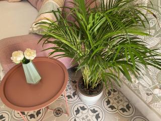 Jema bajondillo junto a la playa - 7