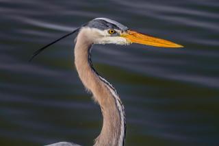 MWV2064: 2064 Marsh Walk Villa - 2