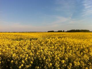 Ash Cottage E1224 - 9
