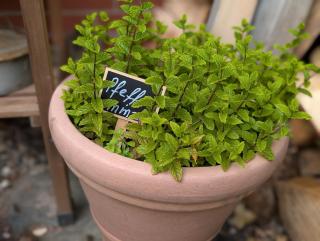 Ferienhaus Bodebaude - 6