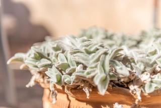 Es Rafal Roig- S'arc - 9