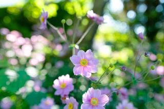 Ersfeld - Bad Teinach Appartment - 9