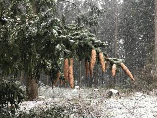 Ferienwohnung Dittmar am Kaffeehof - 6