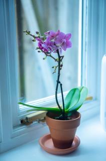 Avalon Sunrise our enchanting Glastonbury cottage - 6