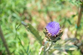 Villetta Olivastro - 9