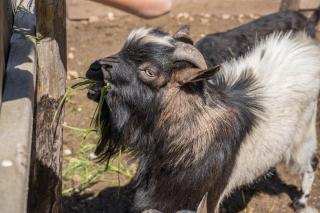 Gasserhof - Chalet A - 9