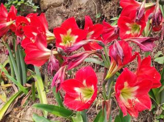 Blissful Homestay - 4