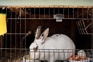 Ferienwohnung - Arzgebirg - 9