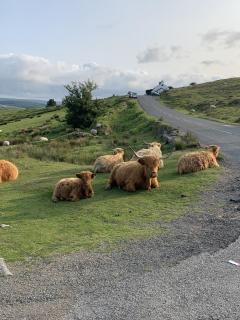 CherryBrook Wistman Suite - 5