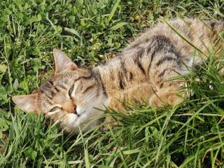 Haldenmichelhof Ferienwohnungen - 8