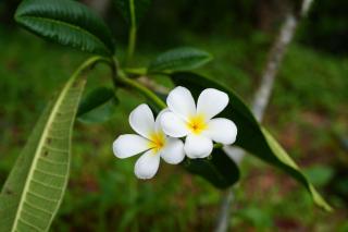 Sri Vishwa Buddha MUni - 3