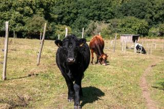 Mobil Home entre terre et mer - 8