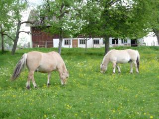 Ferienwohnung Schaible - Seewald - 9