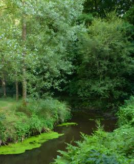 Gîte Peigne De Vénus - 9