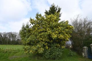Gîte Peigne De Vénus - 7