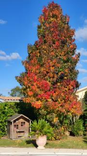 Les Hortensias Du Monastère - 6