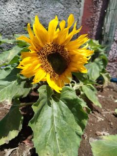 Paraiso Madeira - Suites - 7