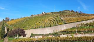 Gästehaus zum Schlossberg - 8