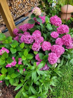 Ferienwohnung bei Helga - 8