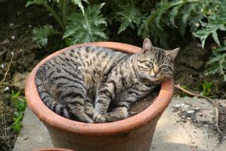 Agriturismo San Domenico-Il Roseto - 8