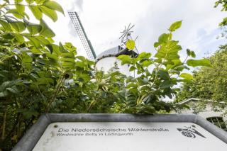 Windmühle Betty an der Nordsee - 3