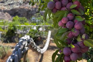 Finca Cuevas La Solana - 3