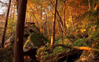 Peak A View at Eagles Nest - Banner Elk - 2