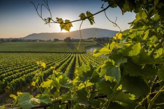 Residence Franciacorta - 8