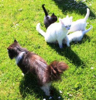 Ferienhof Reimers - 7