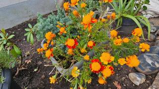 Ferienwohnung Bad Bergzabern - 4