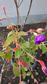 Ferienwohnung Bad Bergzabern - 3