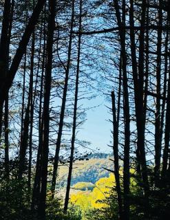 Wild Escape Racha - 6