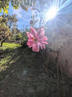 Ferienwohnung Hirsch - 7