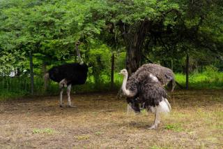 Parque del Mango Tipis - 5