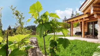 Franz Josefs Chalets - 0