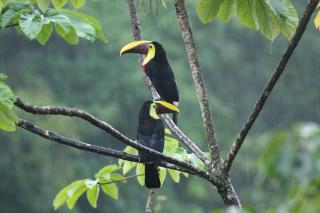 In the Heart of Nature - 3