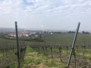 Ferienwohnung Weinberg - Markt Einersheim - 9